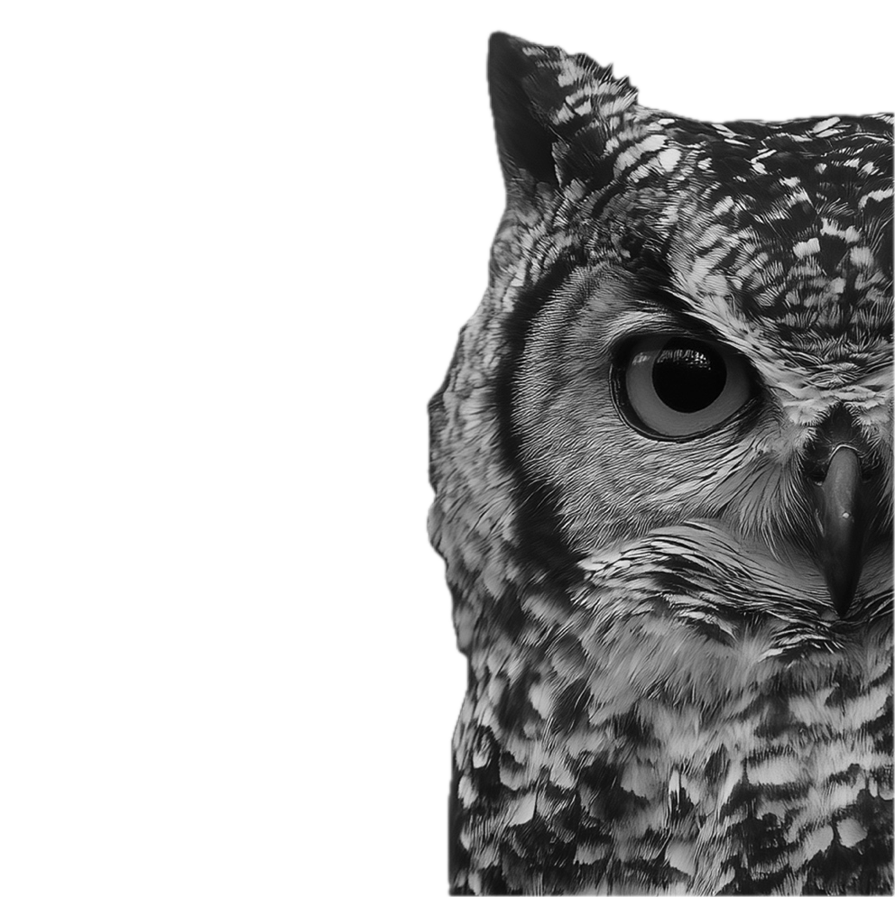 Owl Background